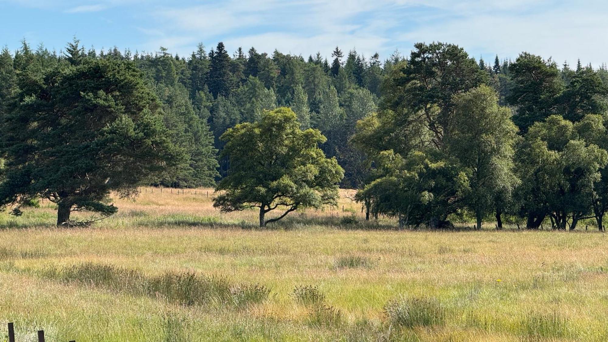 Wildcat Lodge Grantown On Spey Екстериор снимка